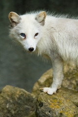 Obraz premium Polarfuchs oder Eisfuchs (Alopex lagopus)