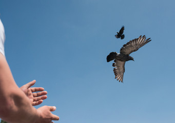Male hands releasing two Doves or pigeons into the sky. symbolic image of Freedom, Liberation, and Equality
