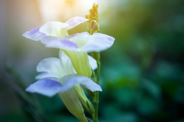 green leaf on blurred greenery background concept.