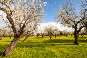 Mandelblüte auf Mallorca