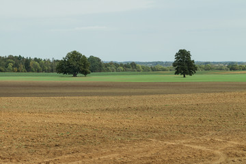 Fototapeta na wymiar Plowed brown field.