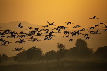Flamingos