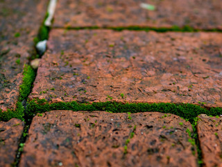 closeup green moss on the ground