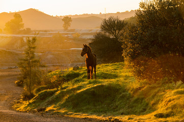 horse in the rays of the morning dawn sun in Andalusia, Rio Tinto quarry