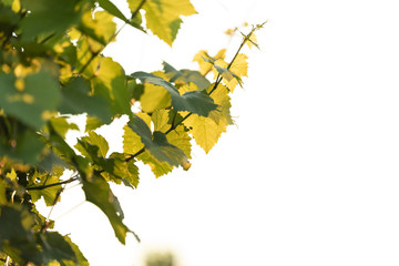 Bunches of white wine grapes on vine