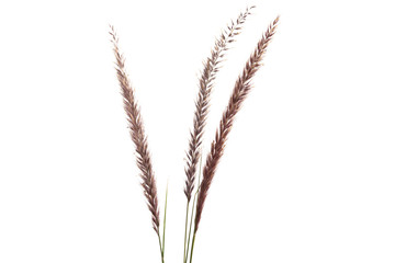 decorative spikelets isolated