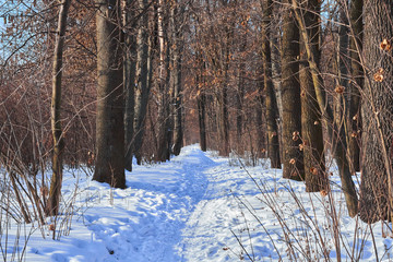 winter forest in the morning sunrise