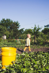 Young Little Blonde Boy Picking Strawberies Ona Strawberry Field