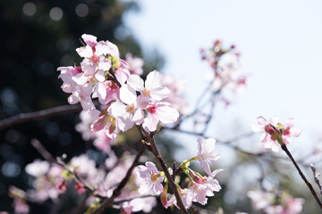 cherry blossom