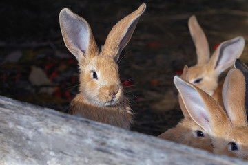 front view of a group of little rabbits in a cage on hay