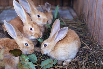 a group of little rabbits eating willow branches in a cage