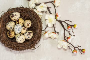 quail eggs in the nest and a flowering branch. the view from the top. happy Easter card