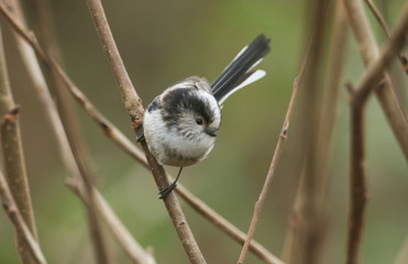 Fototapeta premium A stunning Long-tailed Tit (Aegithalos caudatus) perched on a branch of a tree on a dark winters day in the UK.