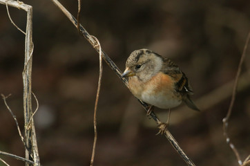 A stunning Brambling, Fringilla montifringilla, perched on the branch of a tree on a dark winters day in the UK.