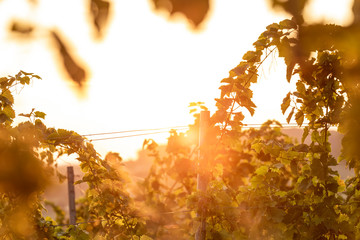 beautiful wine garden with grape and vine in a wonderful sunset