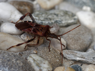 La punaise américaine du pin (Leptoglossus occidentalis) vue de profil, une espèce invasive en Europe, ici photographiée en Allemagne du sud