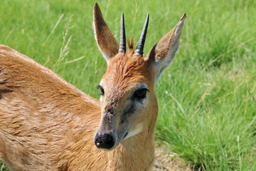 Duiker Antilope - Männchen
