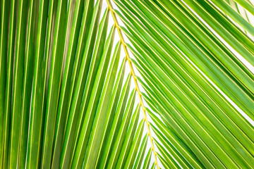 Close up view of green palm coconut leaf