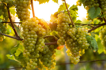 beautiful wine garden with grape and vine in a wonderful sunset