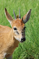 Duiker Männchen Portriat