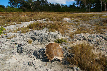dried sea turtle shell. dead sea turtle on the shore