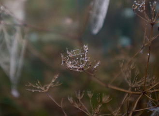 Drop of dew during the calm sunrise close up