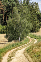Curved field road to the forest by the birch tree