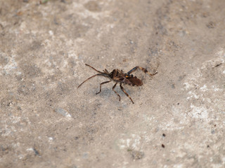 La punaise américaine du pin (Leptoglossus occidentalis) vue de profil, une espèce invasive en Europe, ici photographiée en Allemagne du sud