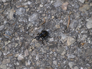 Liparus glabrirostris - Le charançon des pétasites, le plus gros charançon d'Europe