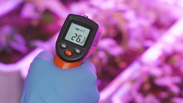 The scientist measures the temperature in the greenhouse with experimental plants using a remote infrared pyrometer