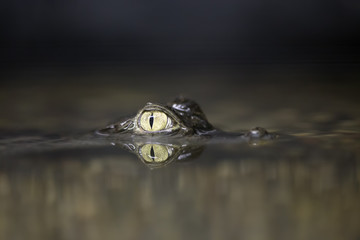 The spectacled caiman