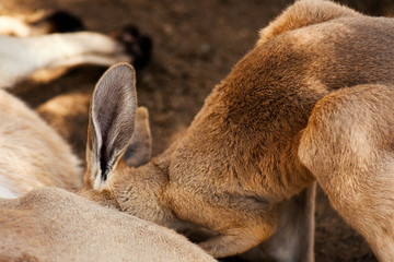 Kangaroo Joey