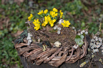 Winterlinge im Weidenkranz als Gartendekoration im Frühling