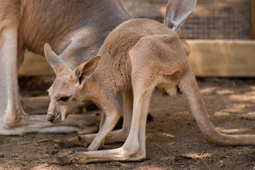 Naklejka na ściany i meble Kangaroo Joey
