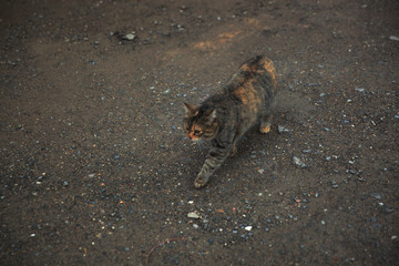 Brown cat walking along the way