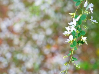 Bush clover or Japanese clover, called Hagi in Japanese