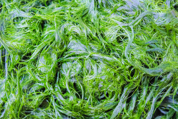 Green algae or spirogyra texture natural patterns background