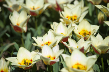 Tulips in garden in sunny day. Spring flowers. Gardening.
