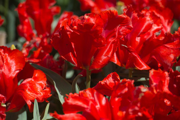 Tulips in garden in sunny day. Spring flowers. Gardening.