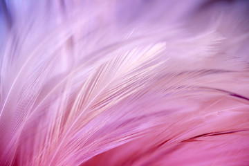 Blur style and soft color of chickens feather texture for background, abstract art