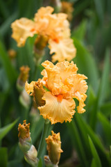  Colorful irises in the garden, perennial garden. Gardening. Bearded iris