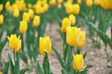 Fototapeta premium Tulip blooms on the background of the winter, in Taiwan.