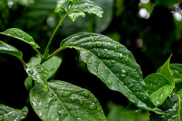 morning dew on fresh leaves