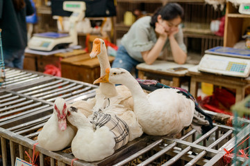 Live geese for sale