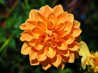 dahlia flower close up