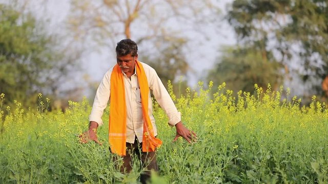 Indian farmer at black mustard  field 