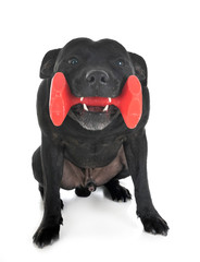 staffordshire bull terrier