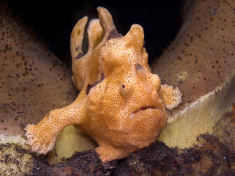 Painted Frogfish