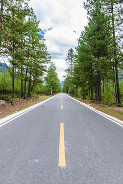 Straight road view among the pine tree woods in Bome(Bomi) County, Nyingchi(Linzhi) City, Tibet, China.