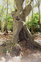 Agios Nikolaos Park Naousa Greece Europe